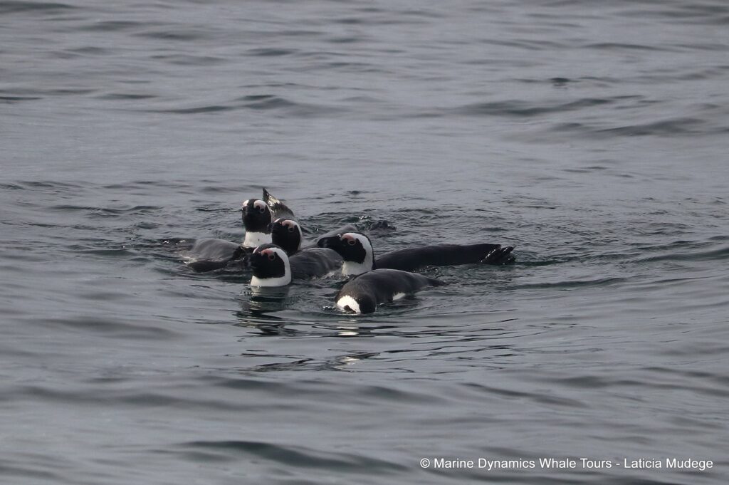 african penguin, whale watching, gansbaai, south africa