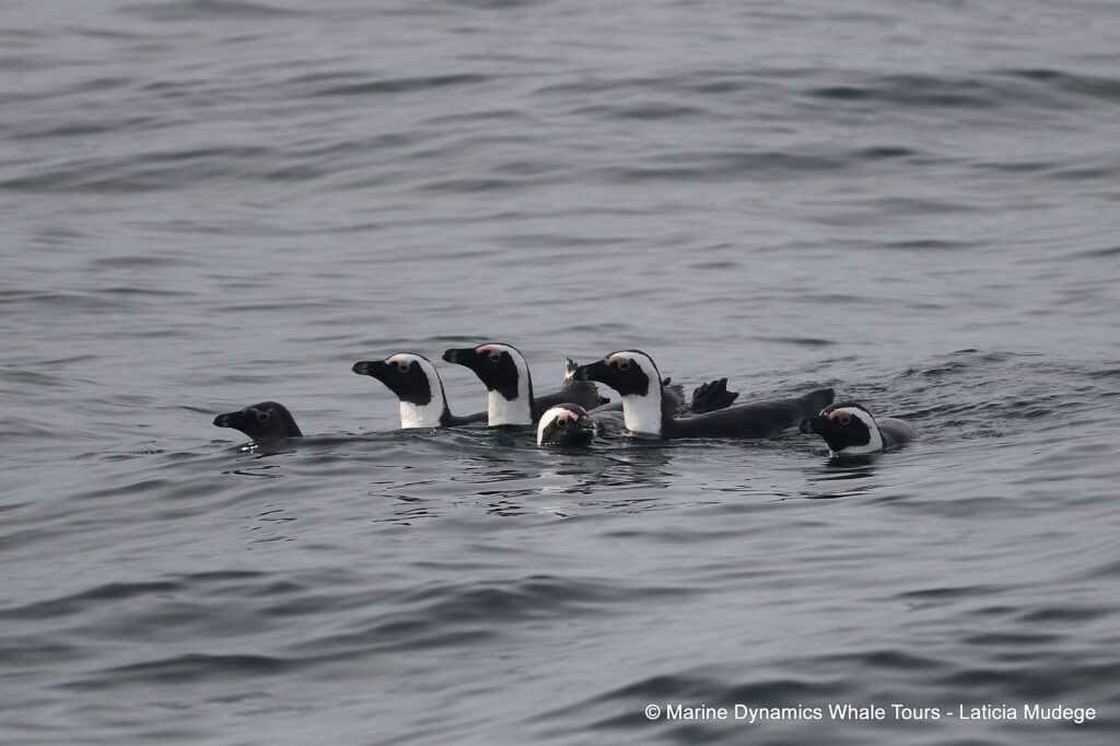 african penguin, whale watching, gansbaai, south africa