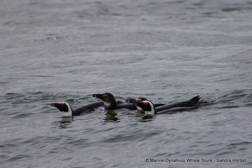 penguins, whale watching, gansbaai, south africa,