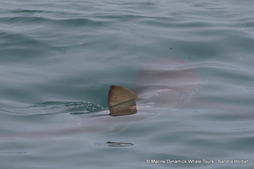 bronze whaler shark, whale watching, gansbaai, south africa,