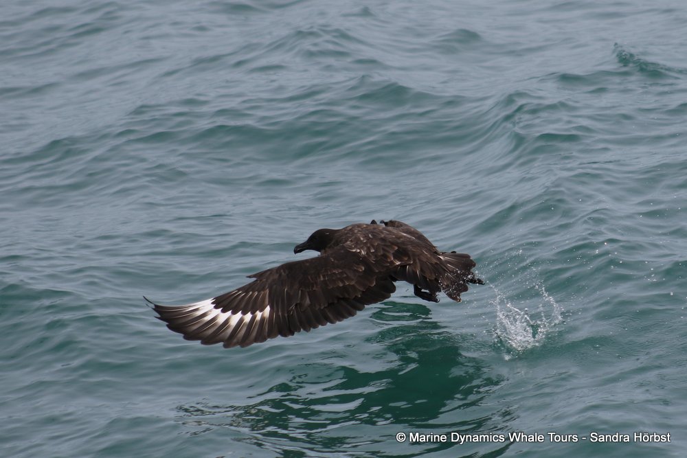 skua, whale watching, gansbaai, south africa