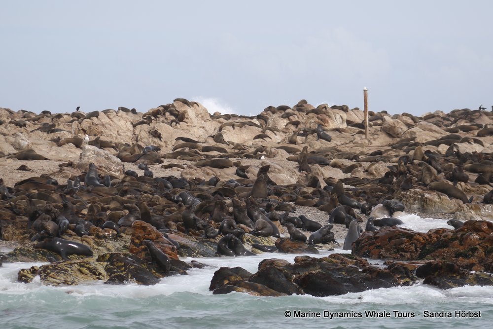 cape fur seal, whale watching, gansbaai, south africa
