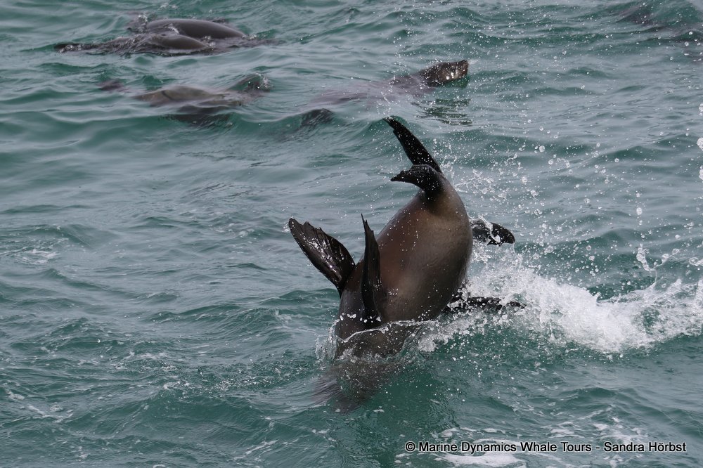 cape fur seal, whale watching, gansbaai, south africa
