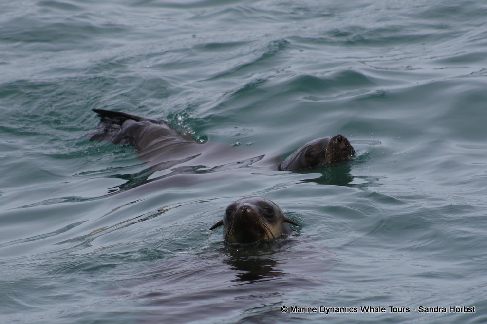 cape fur seal, whale watching, gansbaai, south africa