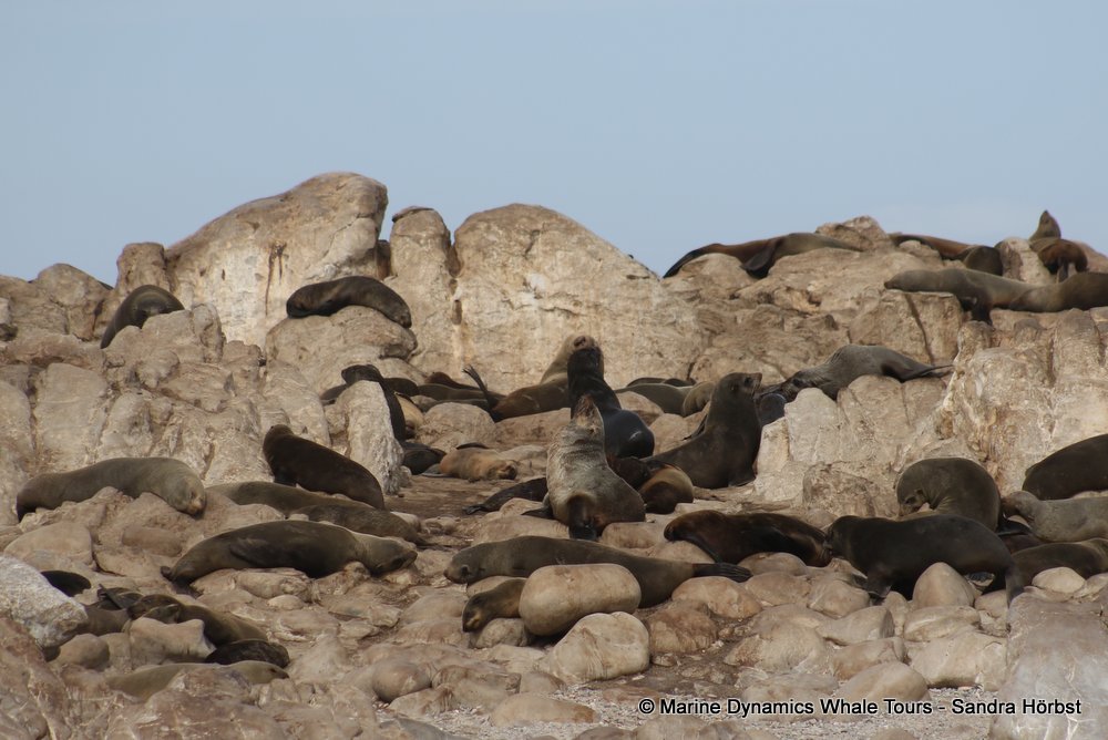cape fur seal, whale watching, gansbaai, south africa