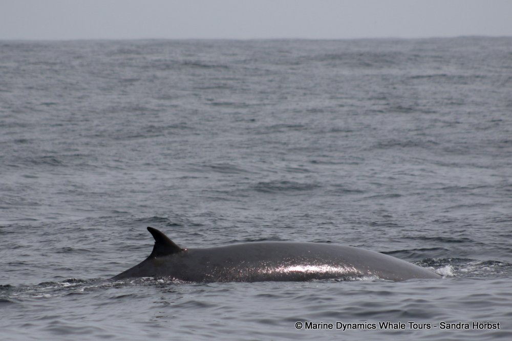 bryde's whale, whale watching, gansbaai, south africa,