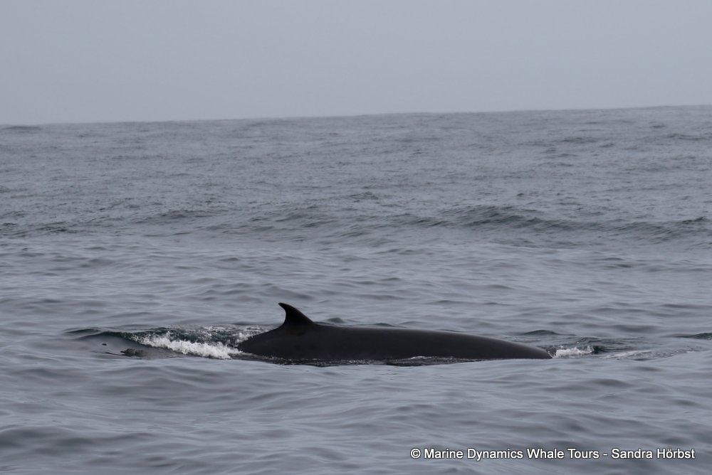bryde's whale, whale watching, gansbaai, south africa,