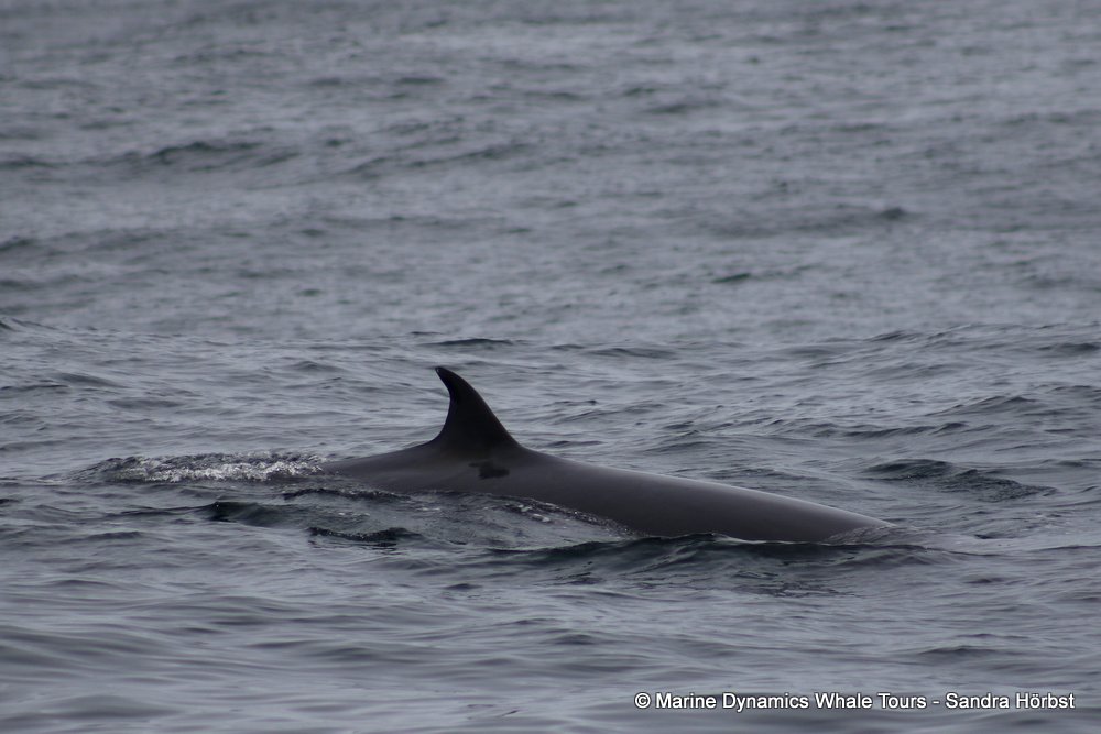 Marine Big 5 Daily Blog 20 August