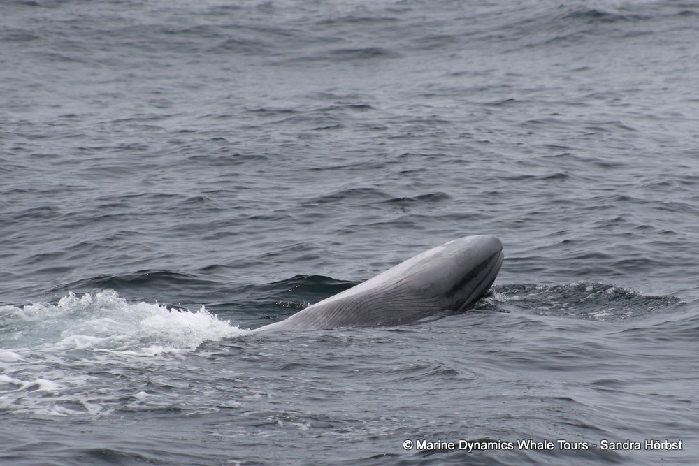 bryde's whale, whale watching, gansbaai, south africa,