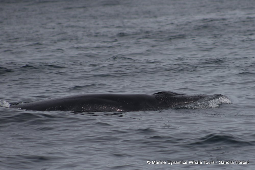 bryde's whale, whale watching, gansbaai, south africa,