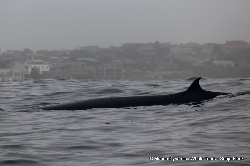 bryde's whale, whale watching, gansbaai, south africa,