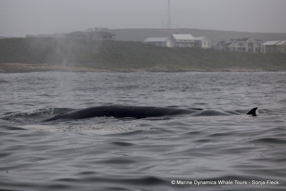 bryde's whale, whale watching, gansbaai, south africa,
