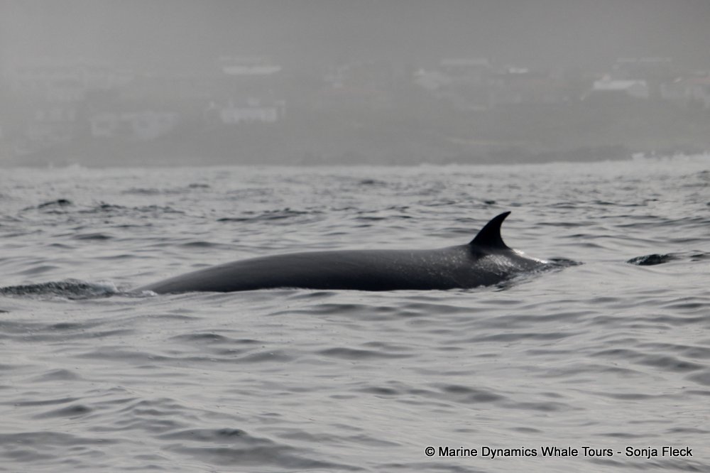 bryde's whale, whale watching, gansbaai, south africa,