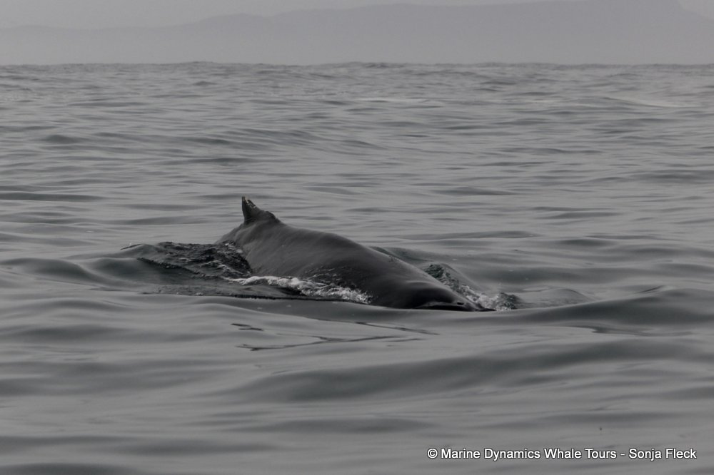 humpback whale, whale watching, gansbaai, south africa