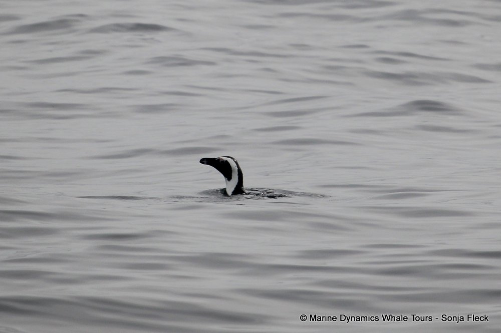 african penguin, whale watching, gansbaai, south africa