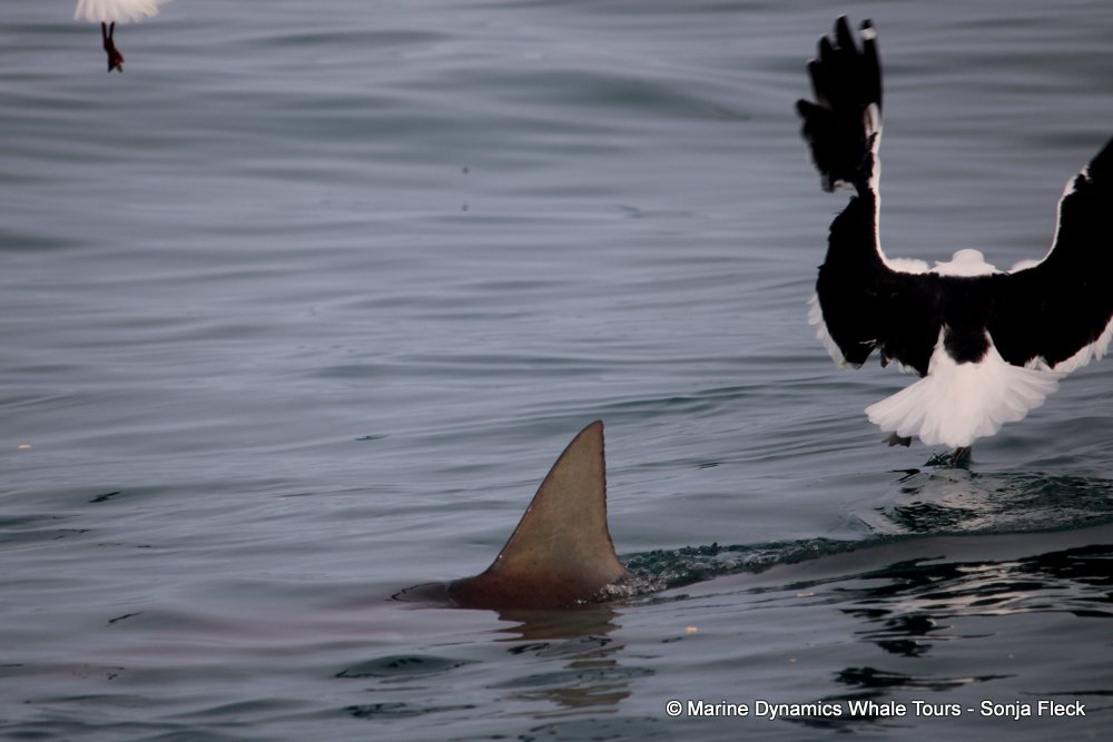 bronze whaler shark, whale watching, gansbaai, south africa,