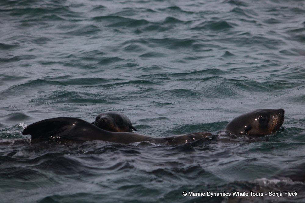 cape fur seal, whale watching, gansbaai, south africa
