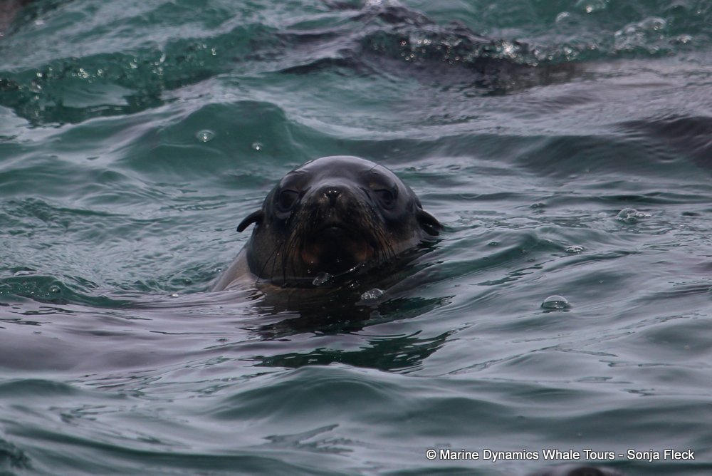 cape fur seal, whale watching, gansbaai, south africa