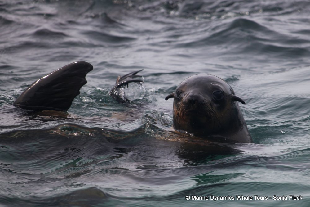 cape fur seal, whale watching, gansbaai, south africa