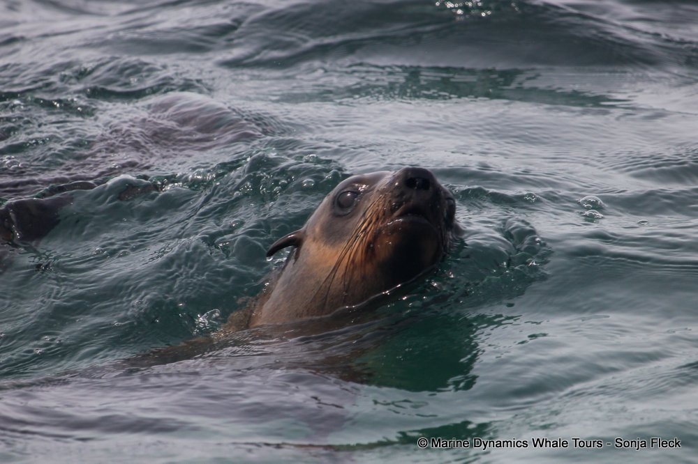 cape fur seal, whale watching, gansbaai, south africa