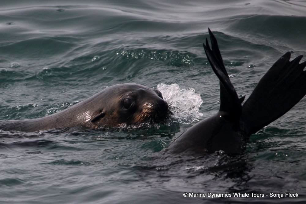 cape fur seal, whale watching, gansbaai, south africa