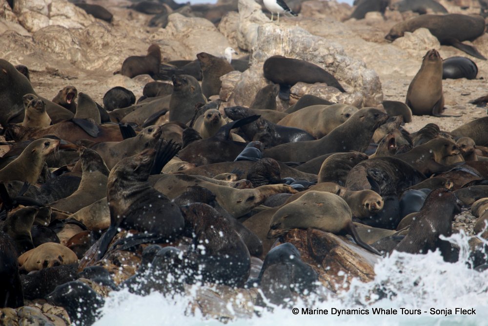 cape fur seal, whale watching, gansbaai, south africa