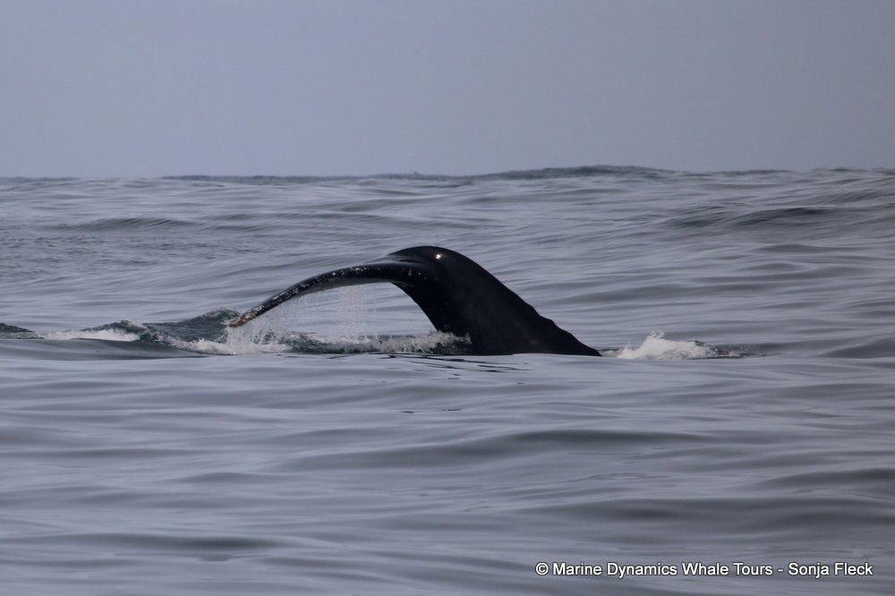 humpback whale, whale watching, gansbaai, south africa