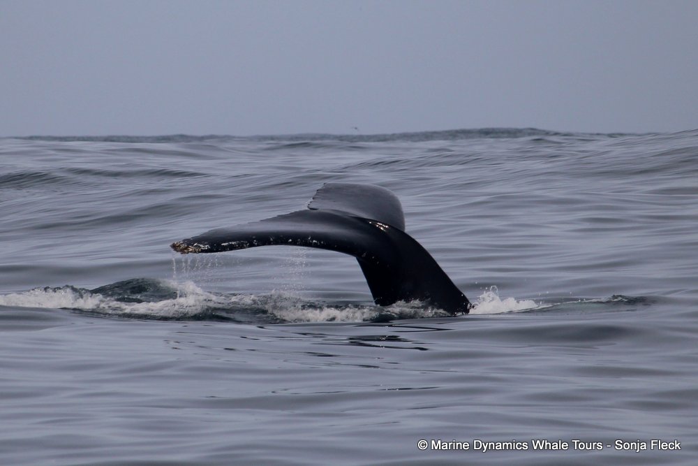 humpback whale, whale watching, gansbaai, south africa