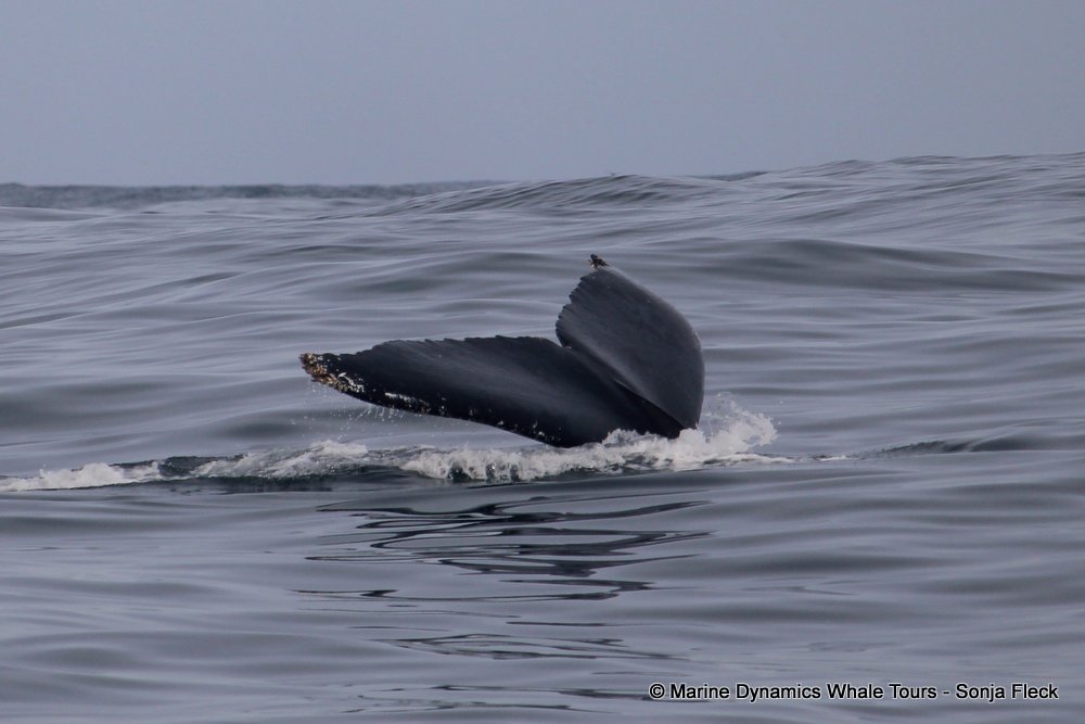 humpback whale, whale watching, gansbaai, south africa
