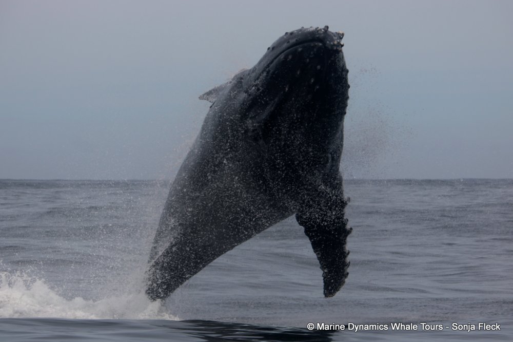 humpback whale, whale watching, gansbaai, south africa