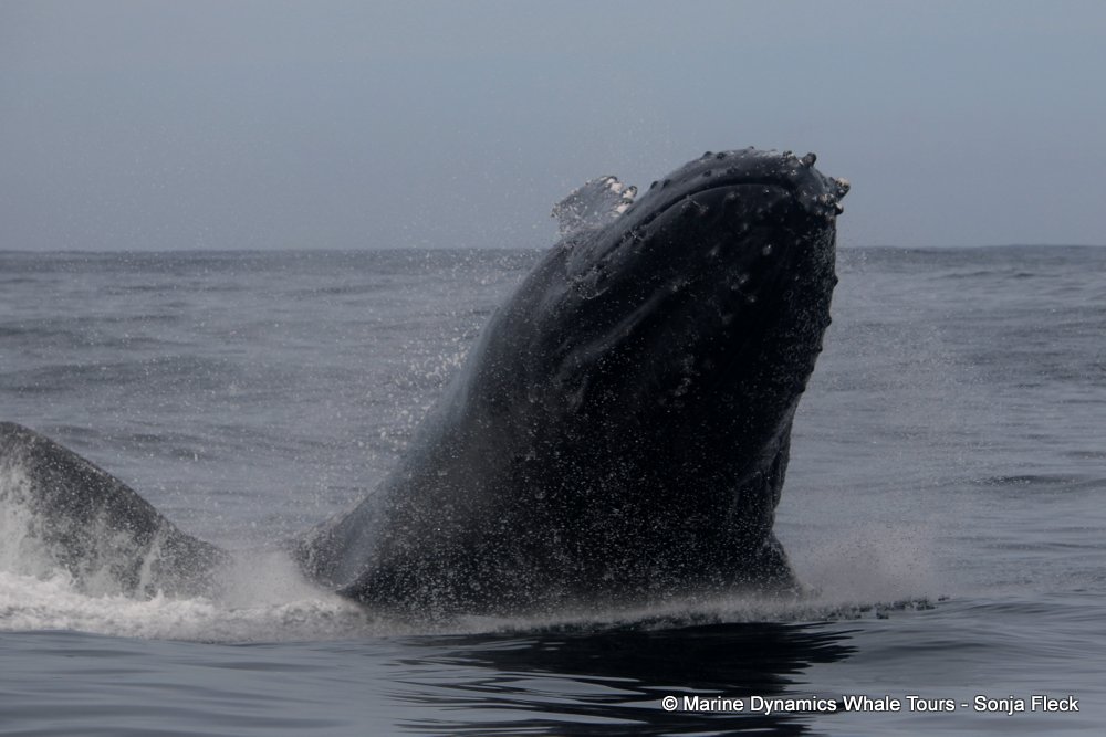 humpback whale, whale watching, gansbaai, south africa