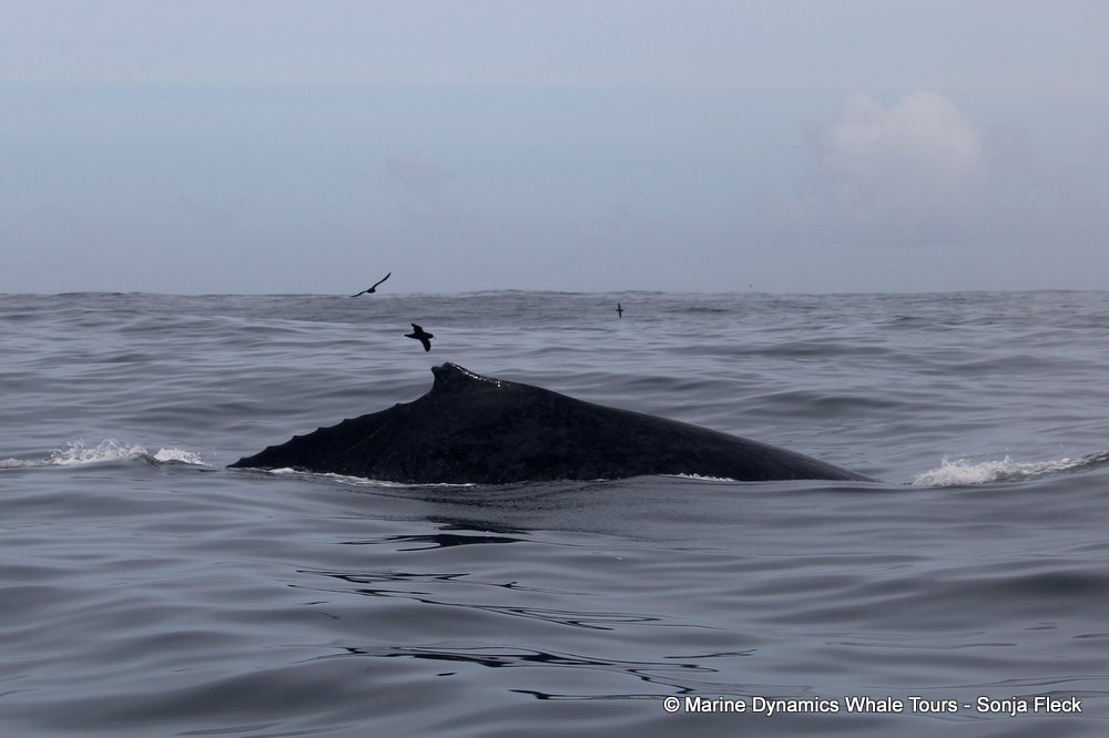 humpback whale, whale watching, gansbaai, south africa