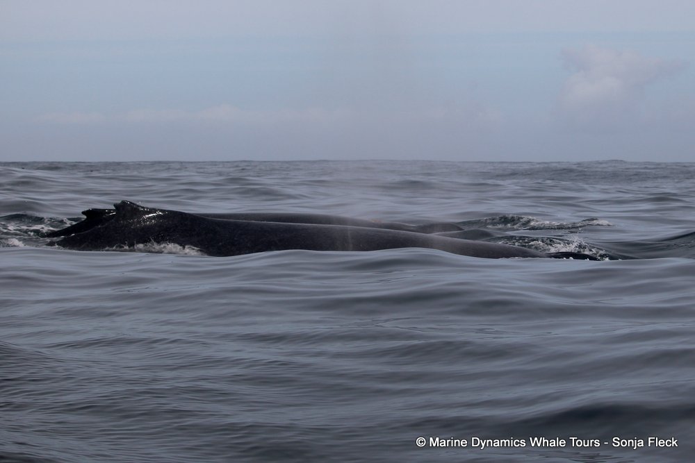 humpback whale, whale watching, gansbaai, south africa