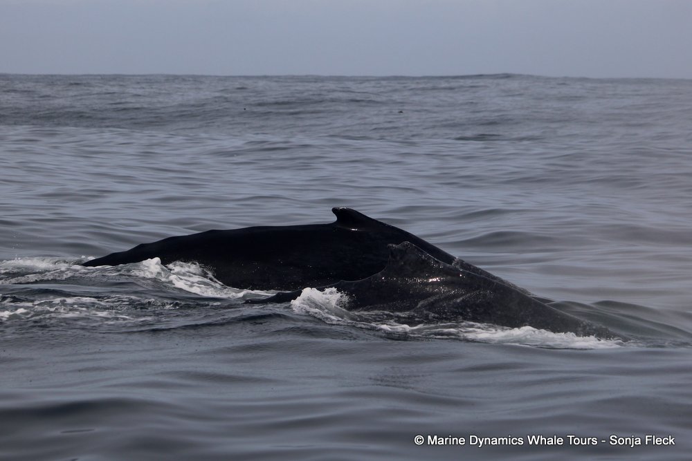 humpback whale, whale watching, gansbaai, south africa