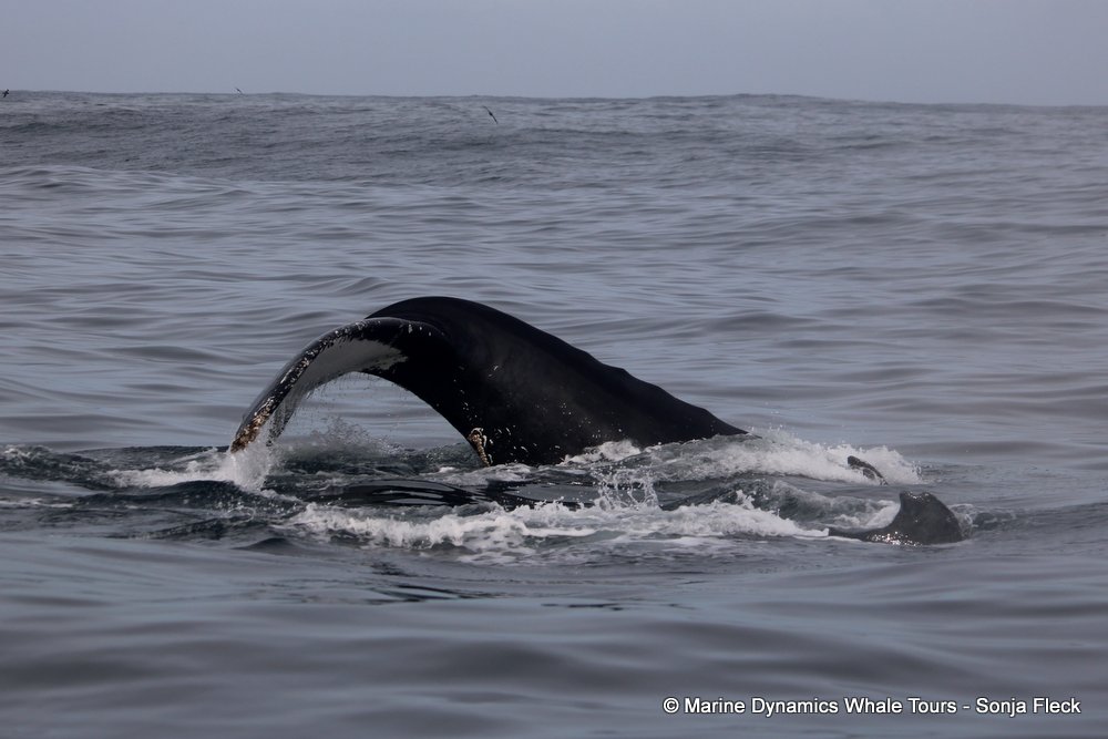 humpback whale, whale watching, gansbaai, south africa