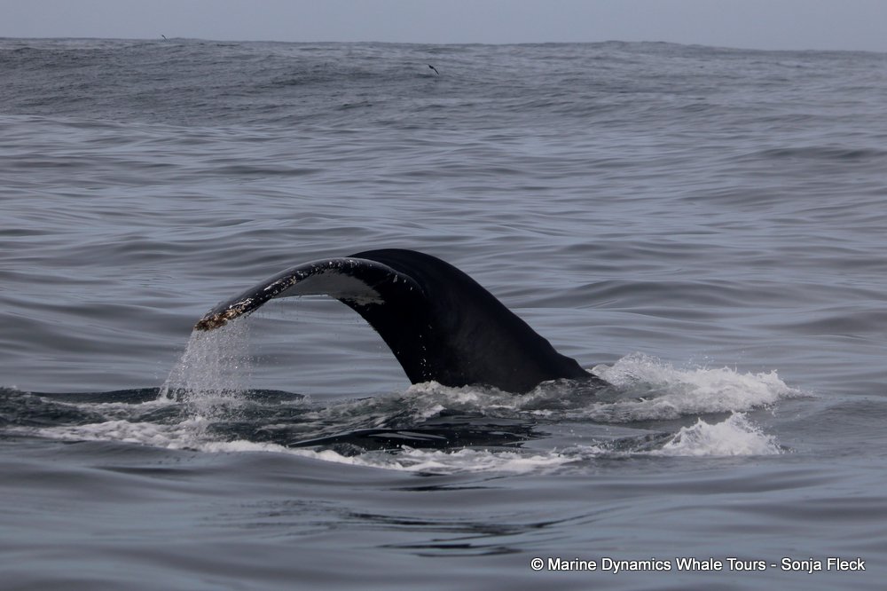 humpback whale, whale watching, gansbaai, south africa