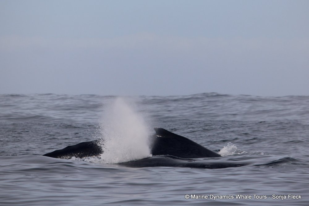 humpback whale, whale watching, gansbaai, south africa