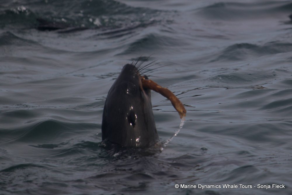 cape fur seal, whale watching, gansbaai, south africa