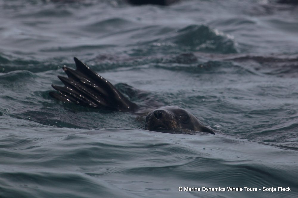 cape fur seal, whale watching, gansbaai, south africa