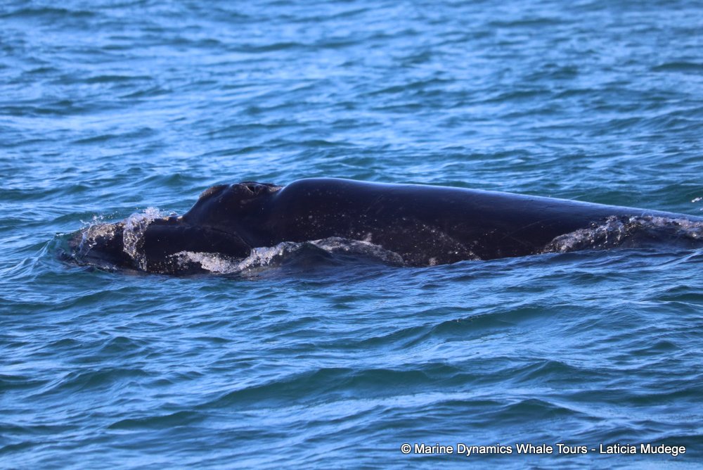 Southern right whale, whale watching, gansbaai, south africa,