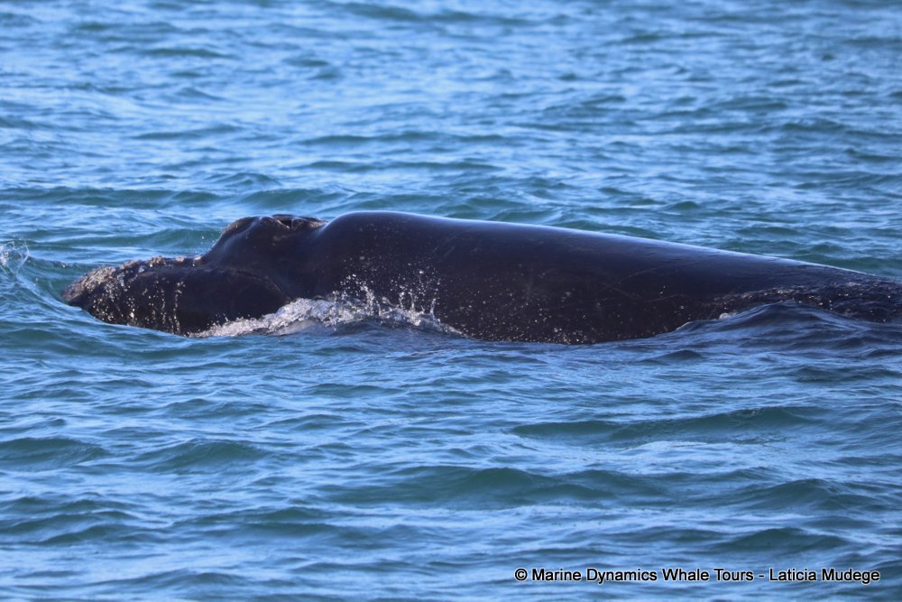 Southern right whale, whale watching, gansbaai, south africa,