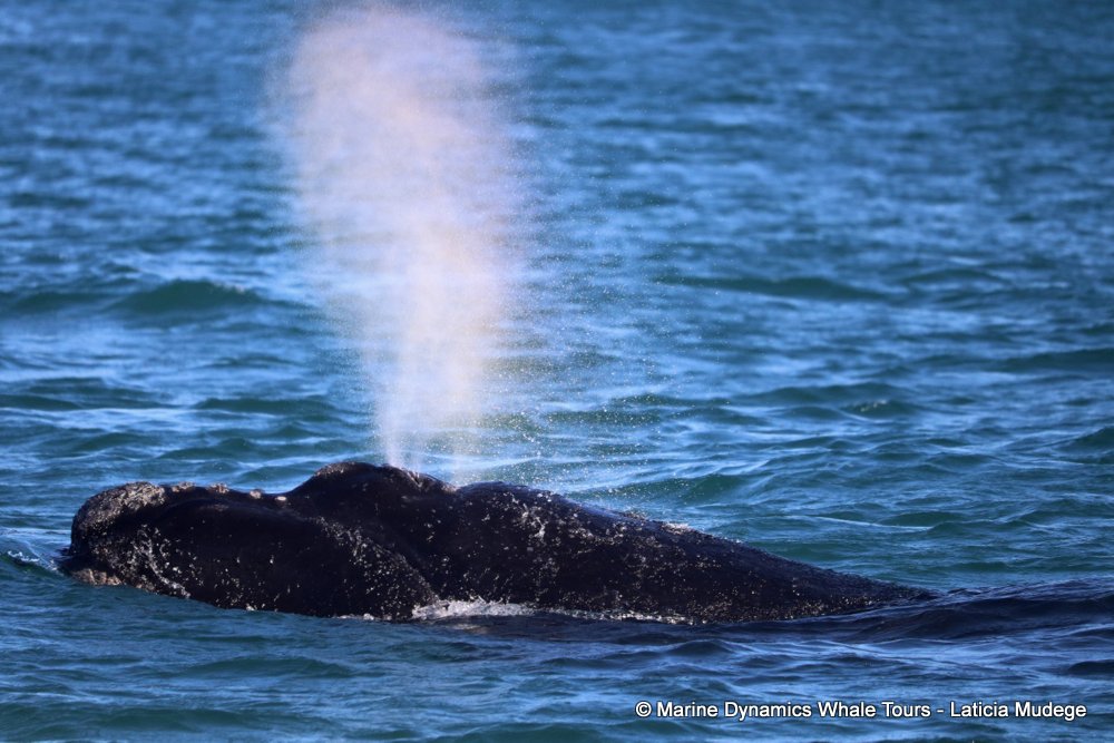 Marine Big 5 Daily Blog 21 August