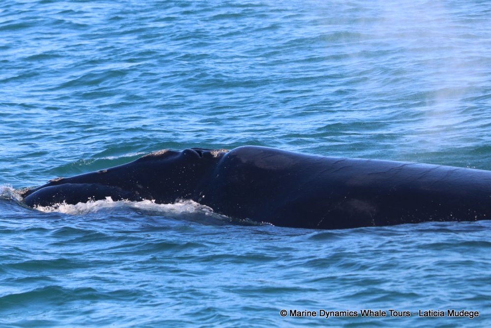 Southern right whale, whale watching, gansbaai, south africa,