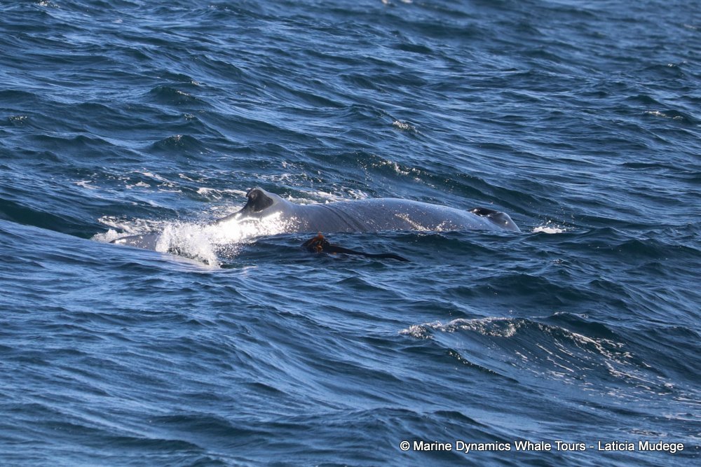 humpback whale, whale watching, gansbaai, south africa