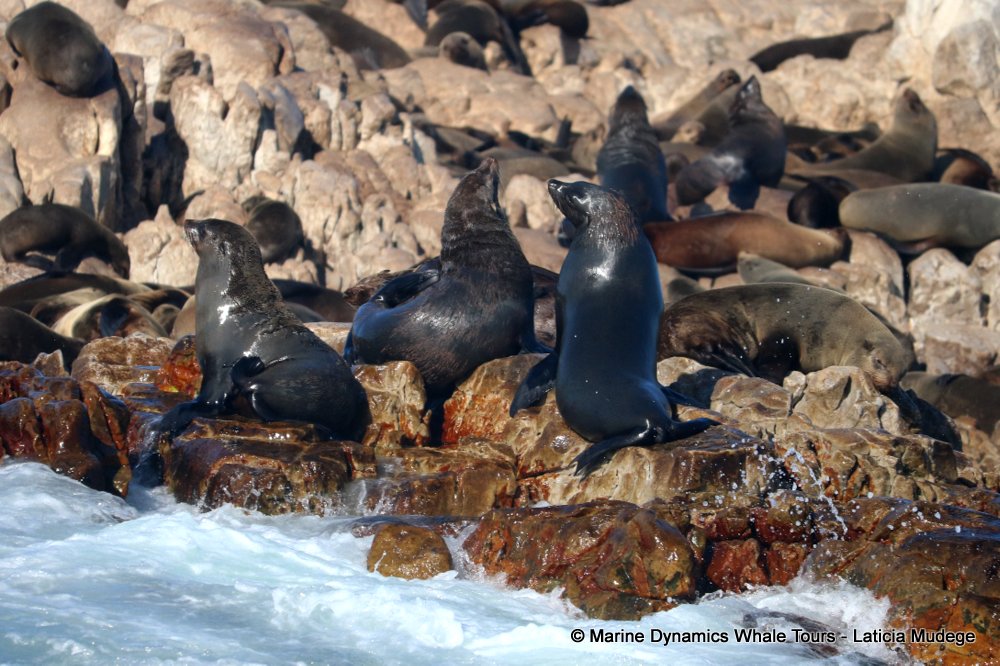 cape fur seal, whale watching, gansbaai, south africa