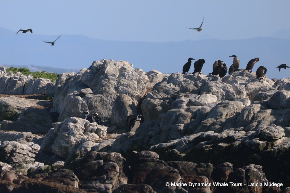 african penguin, whale watching, gansbaai, south africa