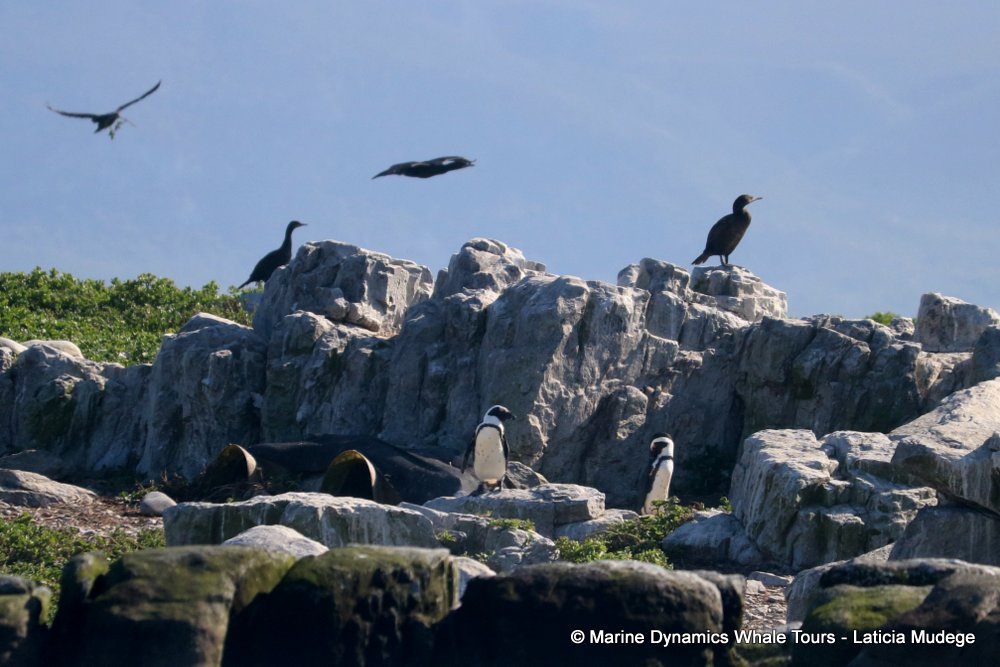 african penguin, whale watching, gansbaai, south africa