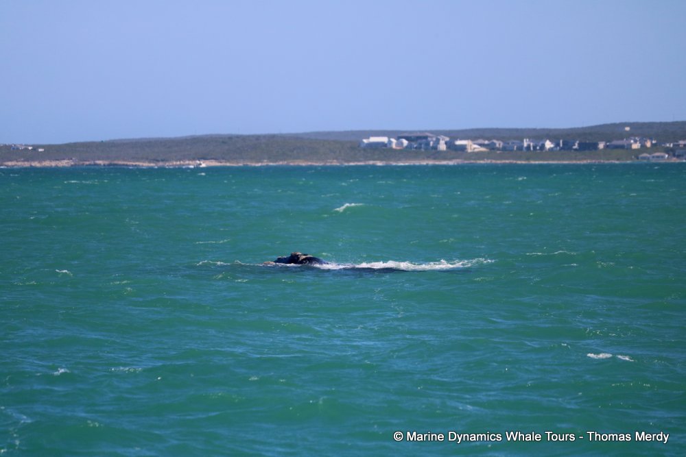 Southern right whale, whale watching, gansbaai, south africa,