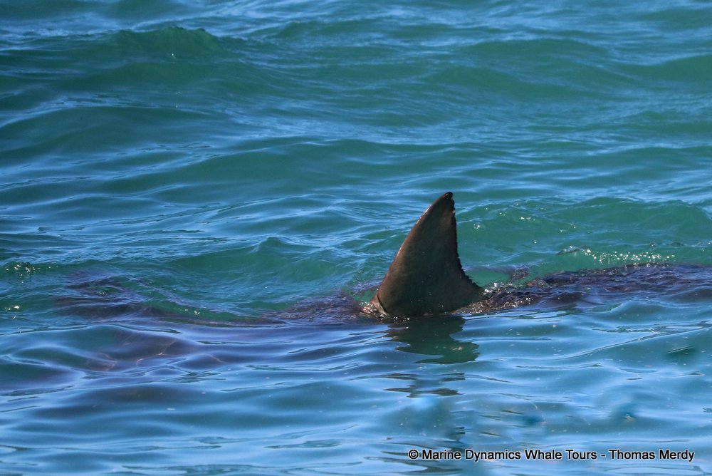 bronze whaler shark, whale watching, gansbaai, south africa,