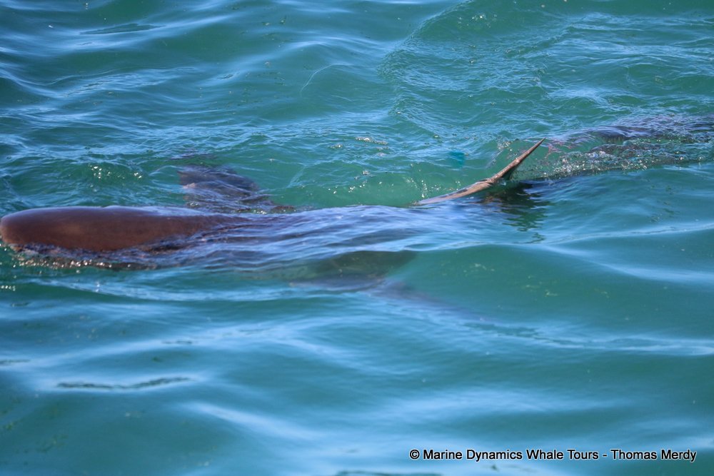 bronze whaler shark, whale watching, gansbaai, south africa,